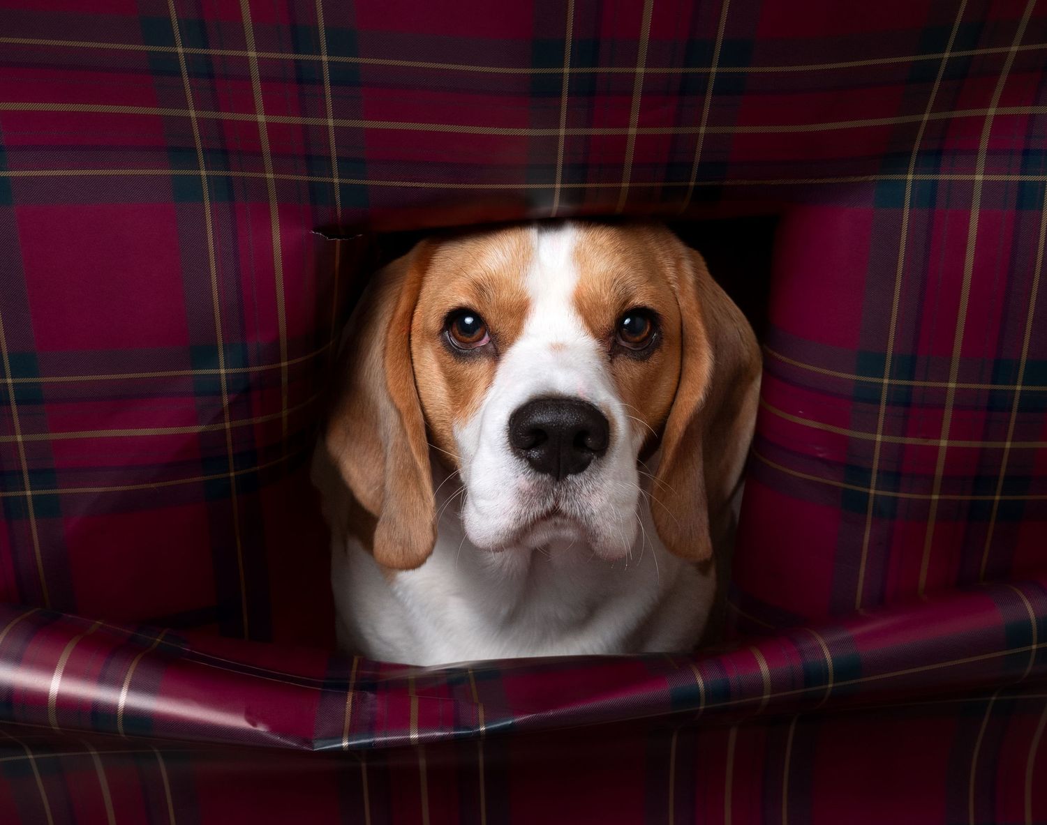 wedding photographer
nottingham photographer
derby photographer
dog photographer
equine photographer
