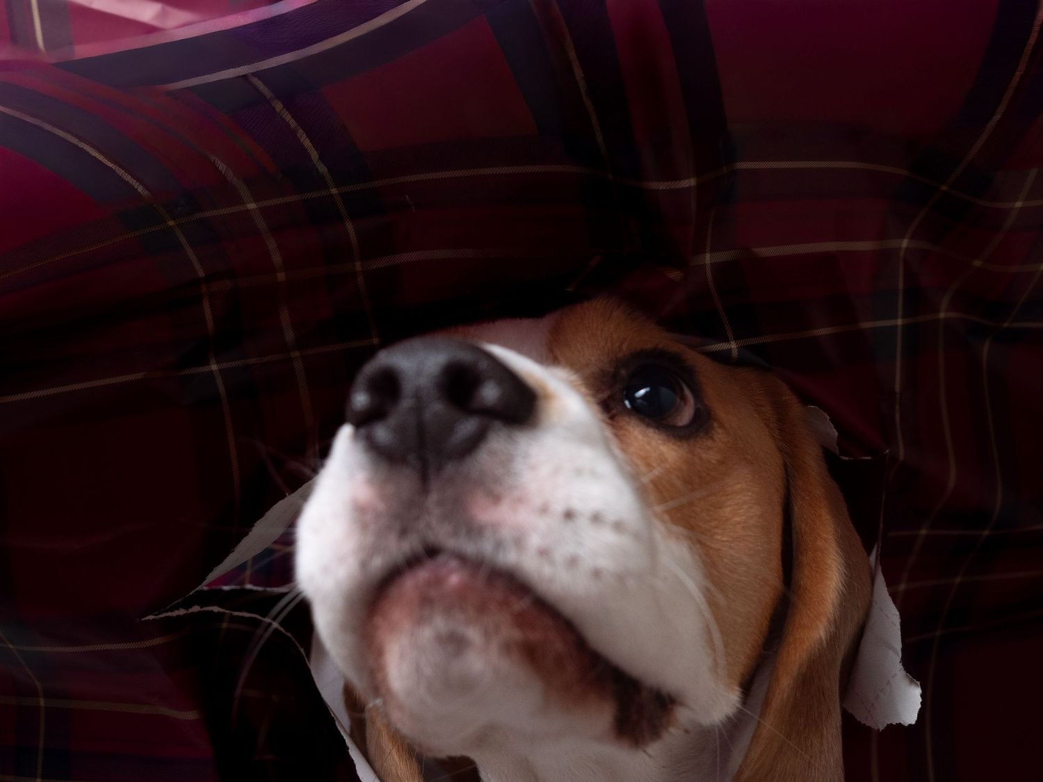 wedding photographer
nottingham photographer
derby photographer
dog photographer
equine photographer