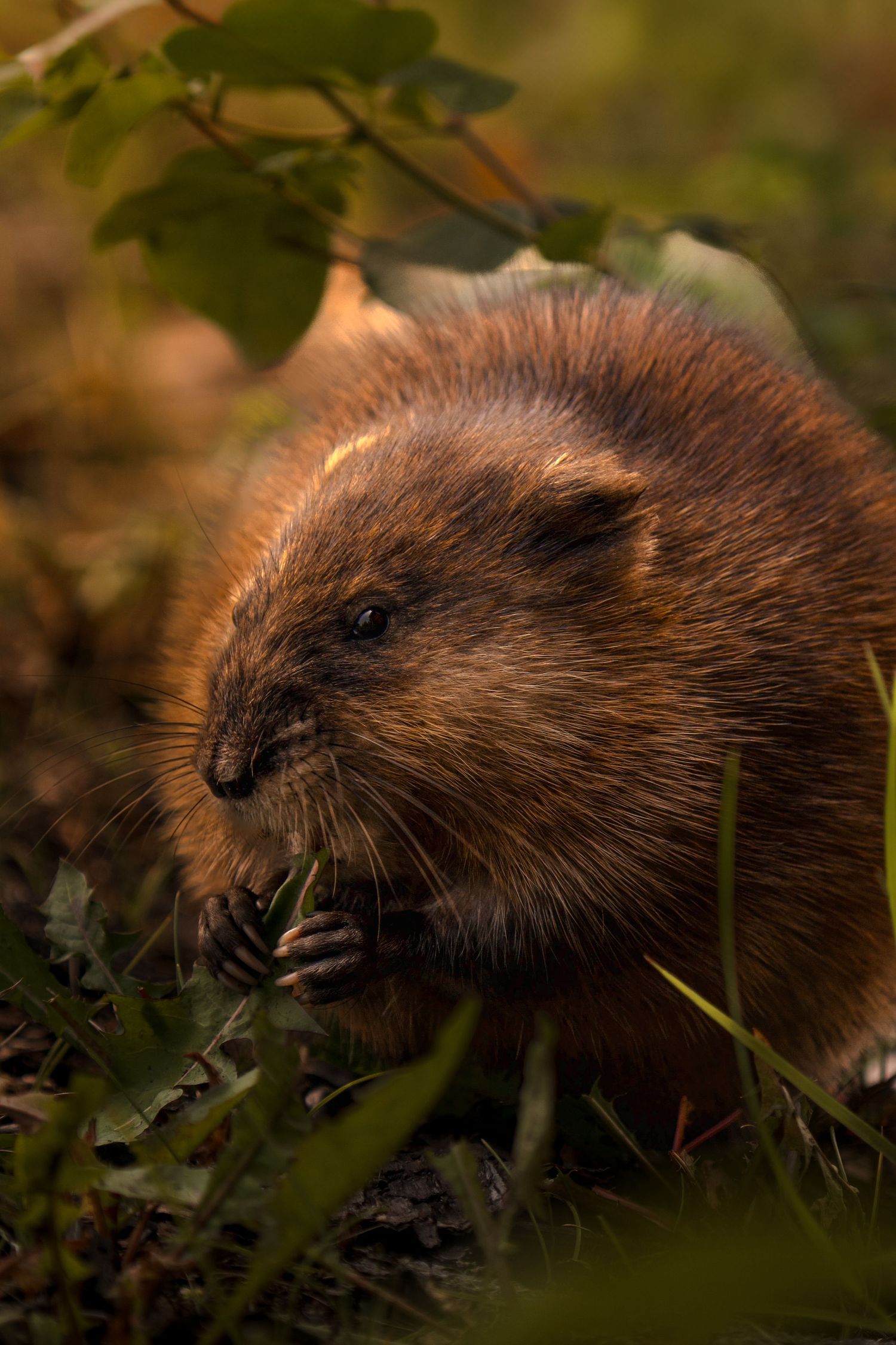 Brown mink moving through grass and foliage in natural habitat.