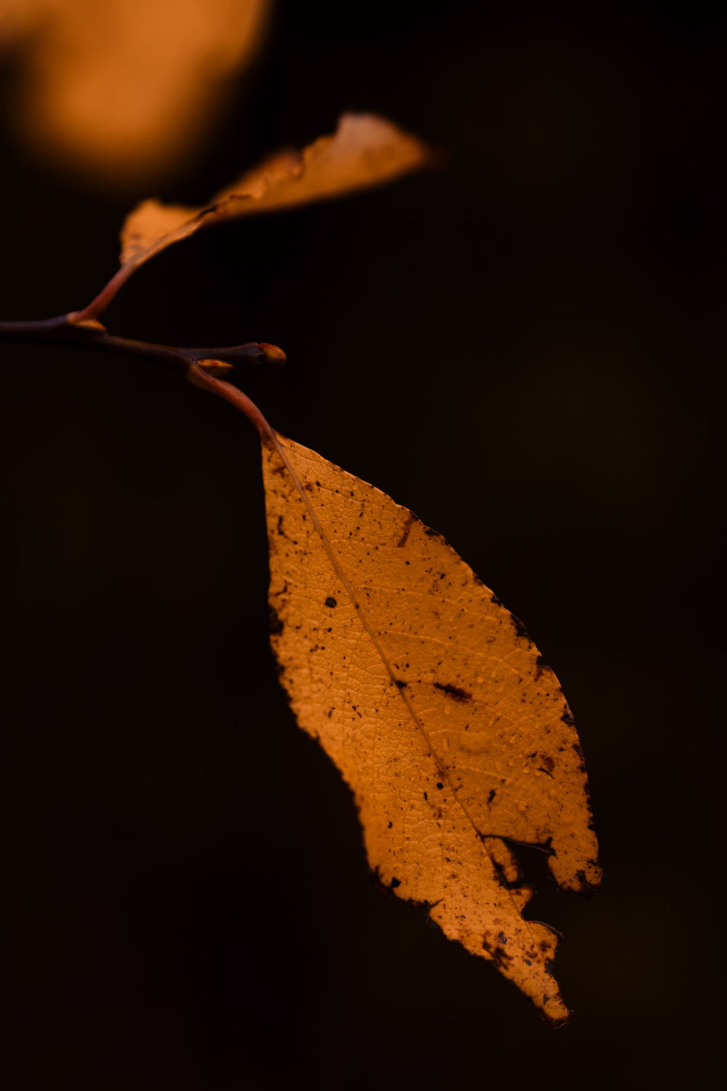 feuille orange d'automne