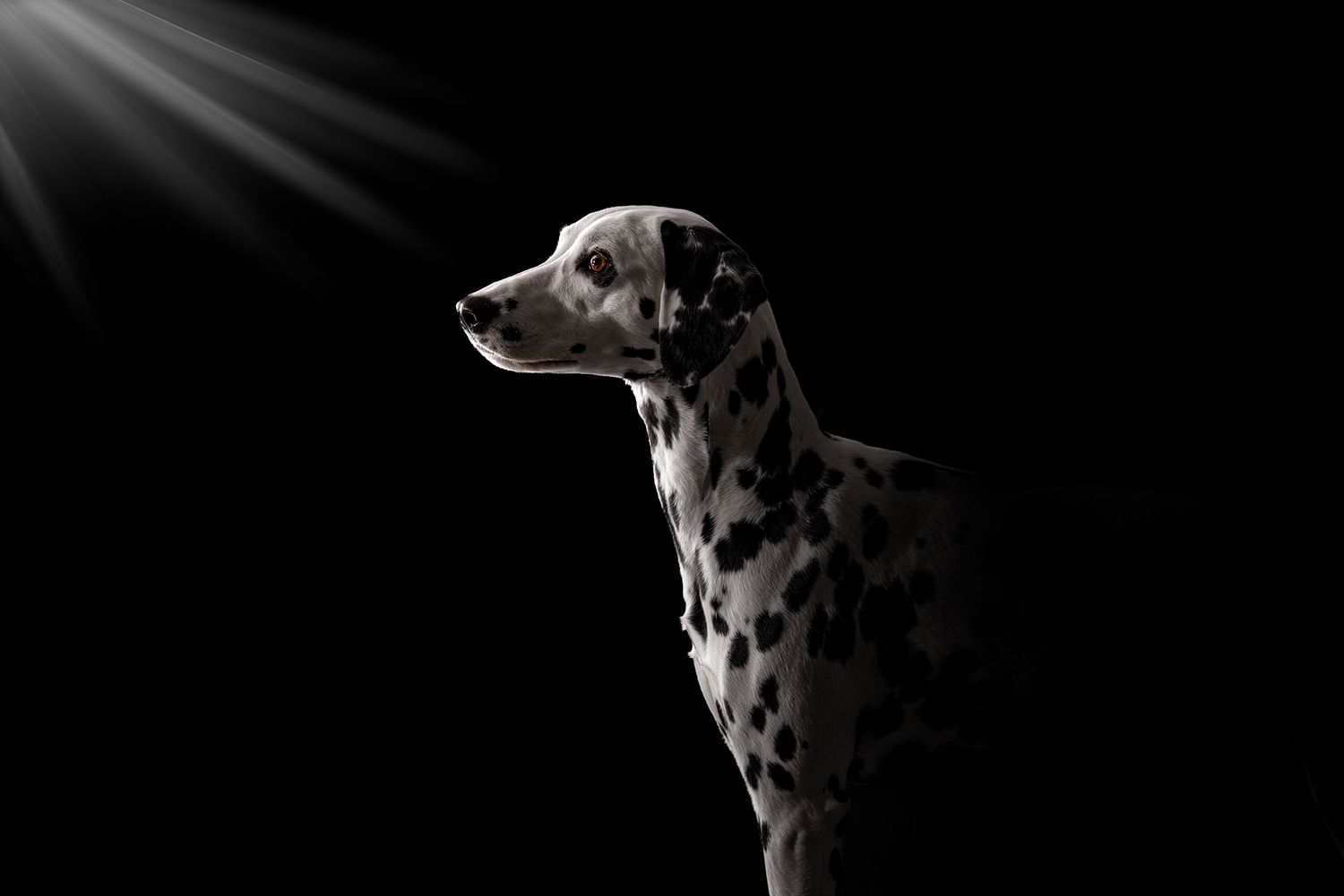 Dalmatian at Tripdog Photography Portrait Studio on a black background