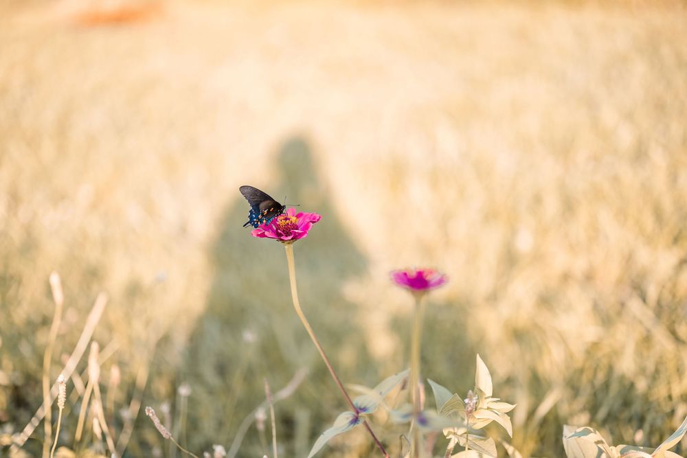 A butterfly perches on a pink wildflower against a golden wheat field backdrop in soft sunlight.