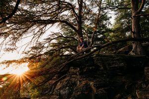Sunlight bursts through silhouetted pine trees in a forest creating dramatic lens flare and golden lighting.