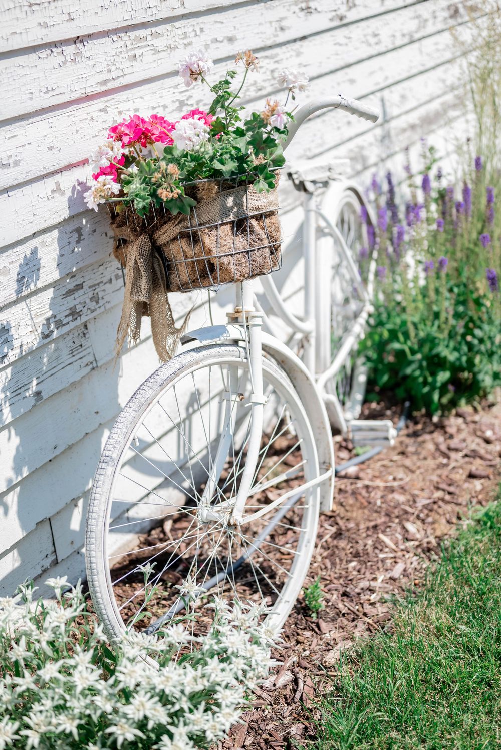 Decorative white painted vintage bicycle with pink flowers in basket against rustic white wall and garden bed.