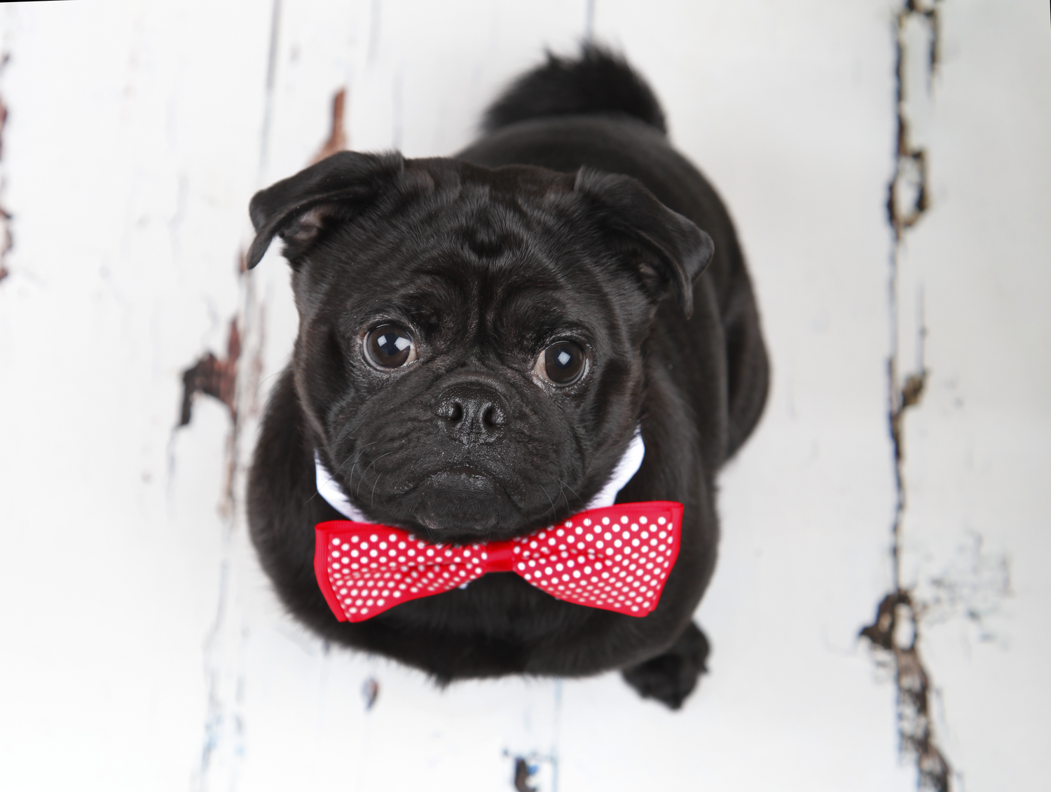 Barnsley, dog photography, dog photos,