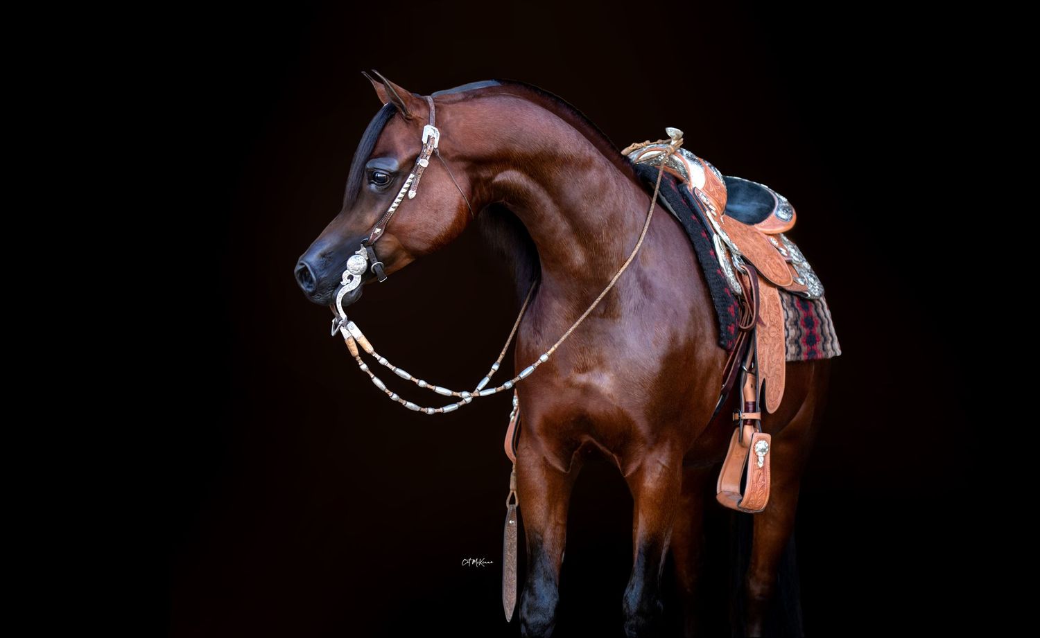 Bay Arabian stallion in western tack photographed against a black background