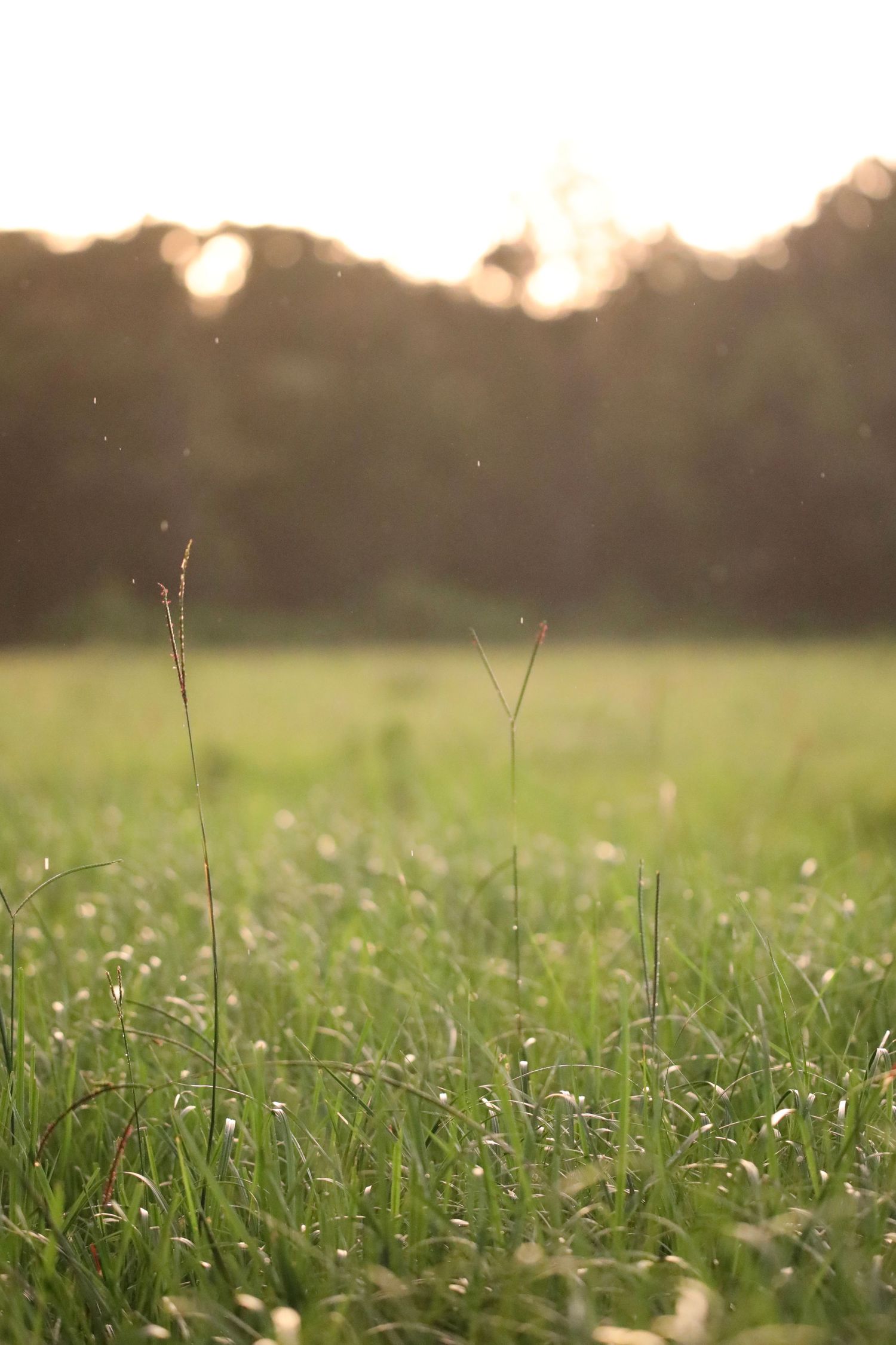 Close-up of lush green grass blades in a sunny meadow with trees and blue sky in the background.