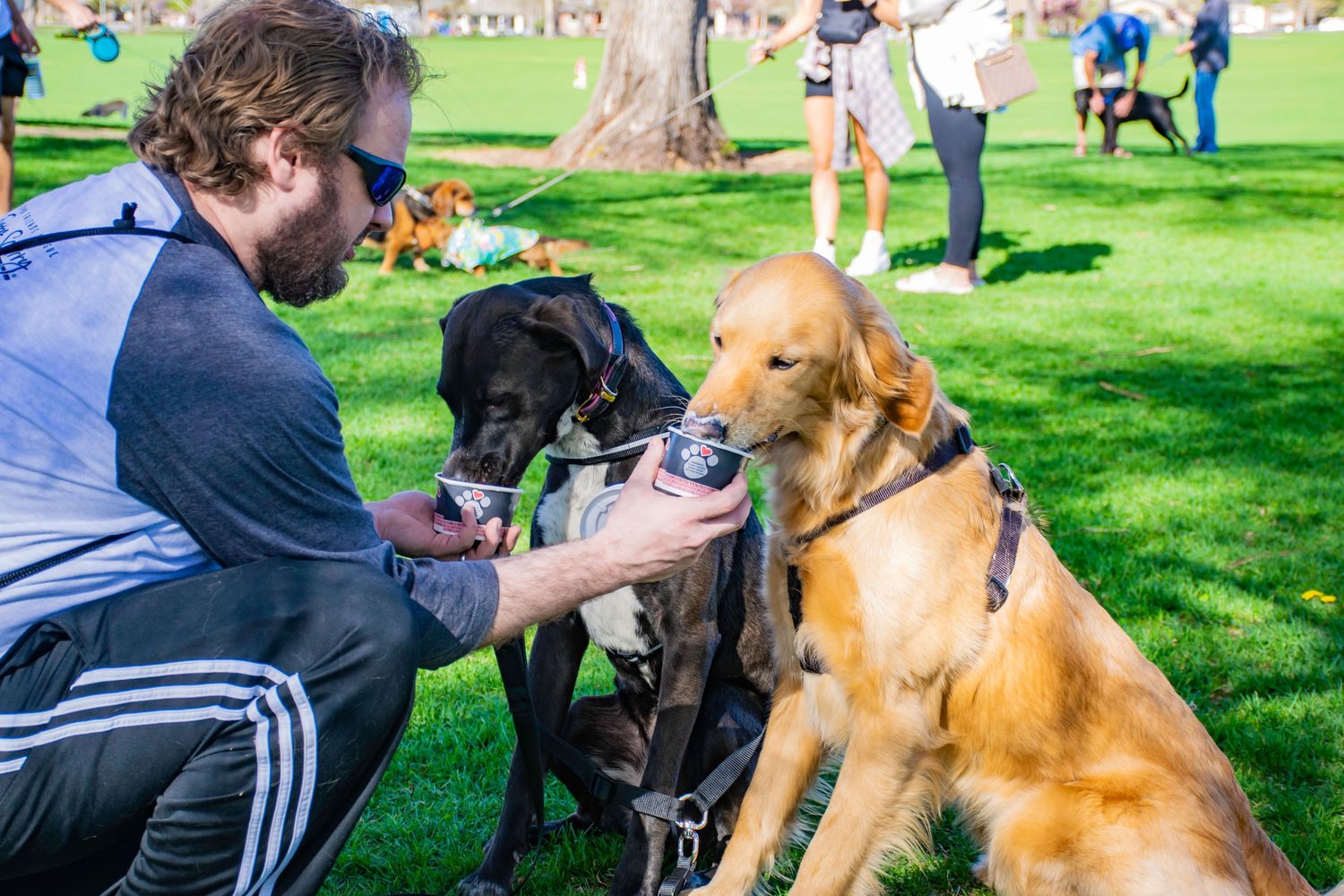 Man kneeling in park offering treat to golden retriever and black lab wearing service harnesses on sunny day.
