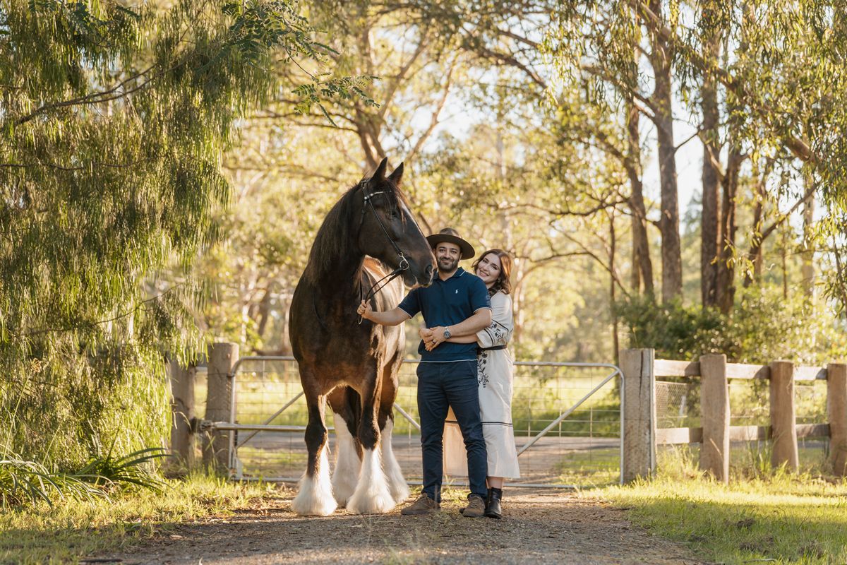 Couple standing with a large shire horse in a sunny outdoor paddock surrounded by tall trees during a photoshoot with a horse in sydney