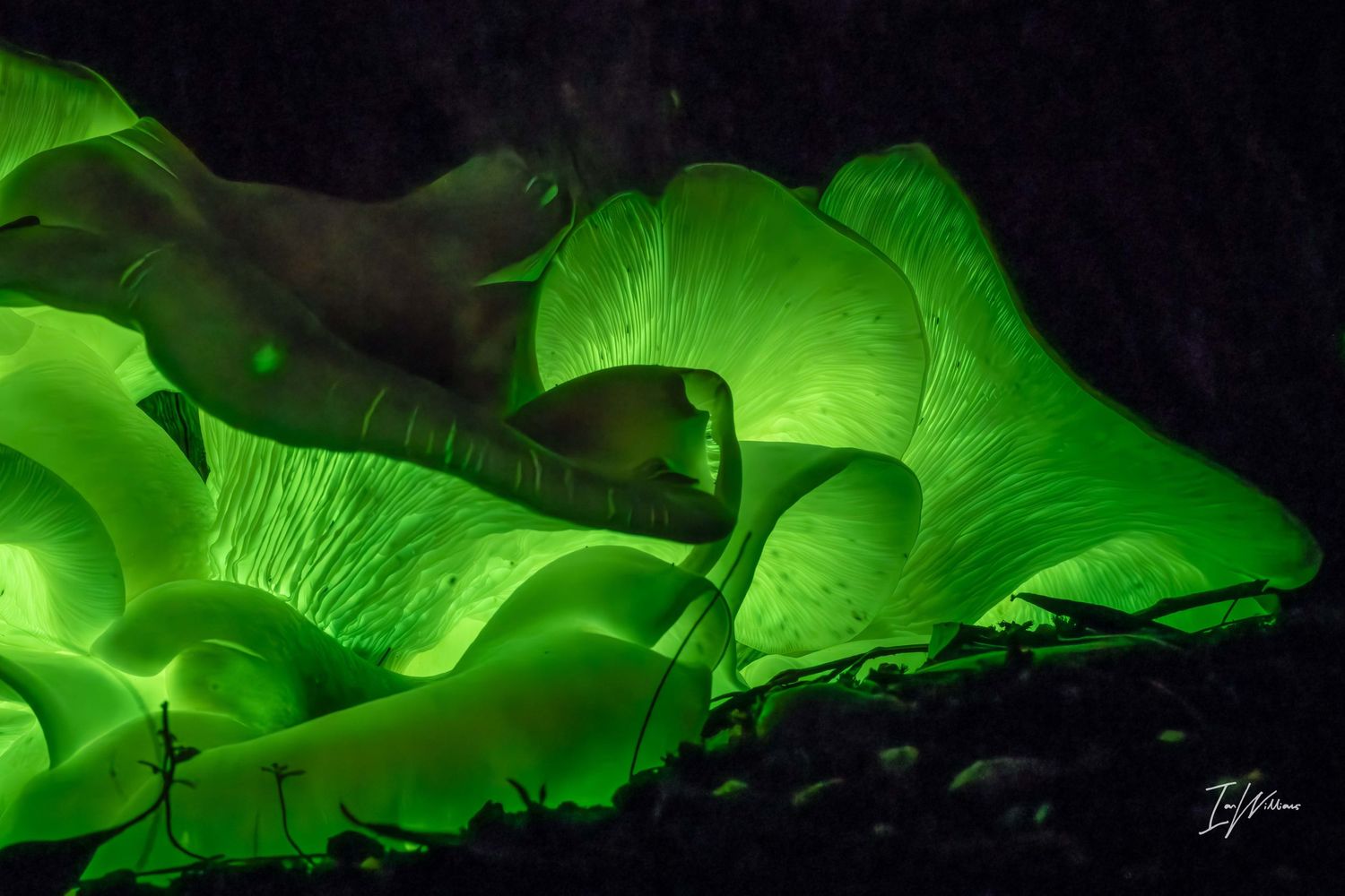 Ghost fungi