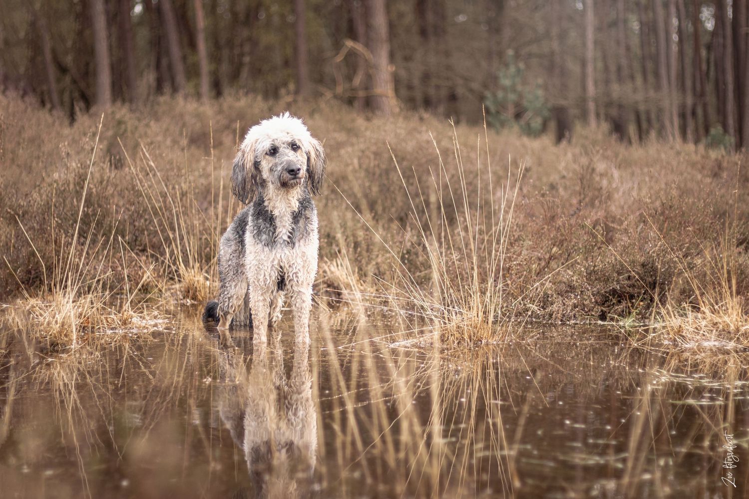 Hondenfotografie Zoefotografeert
