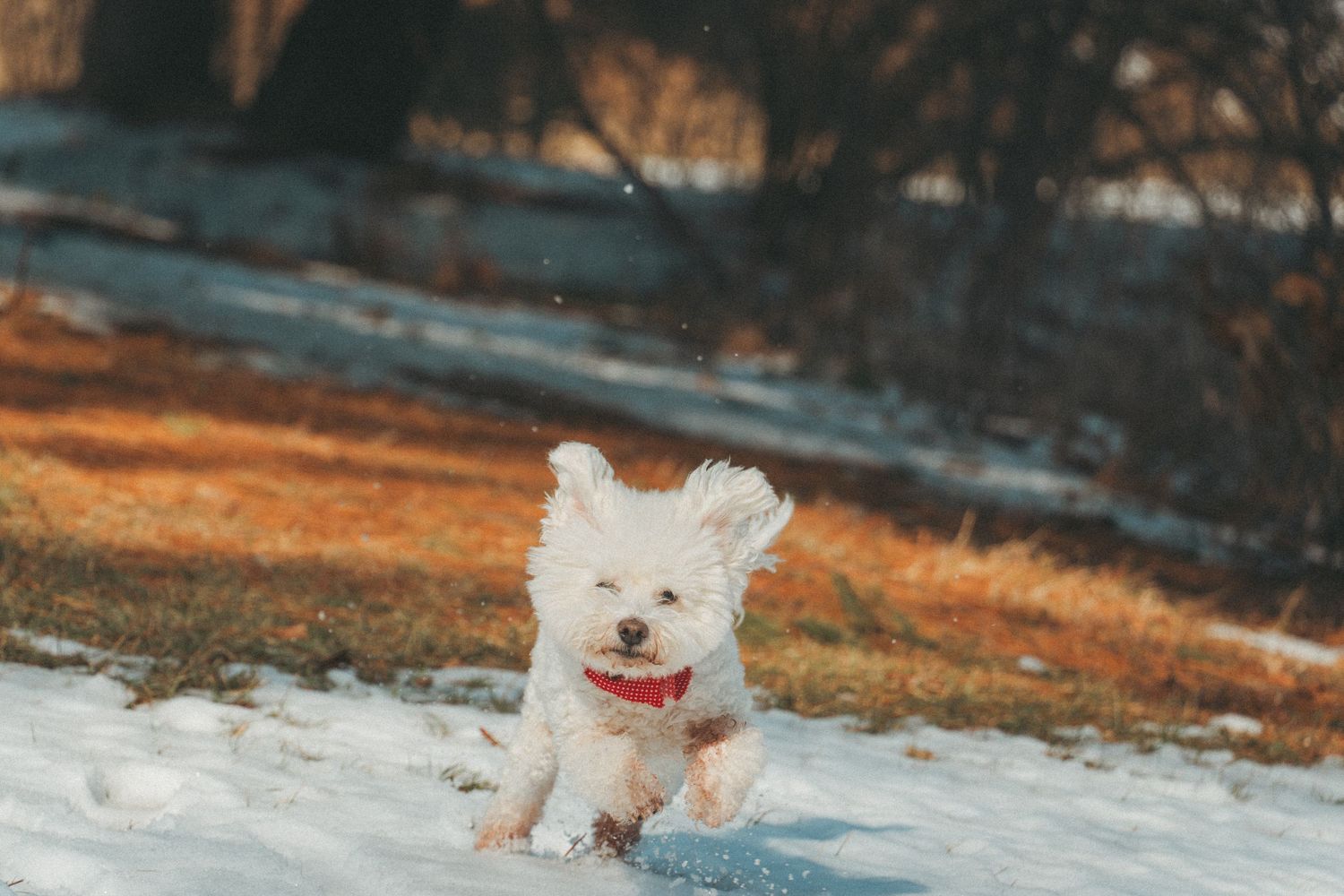 Fluffy white small dog running playfully through snow in winter landscape.