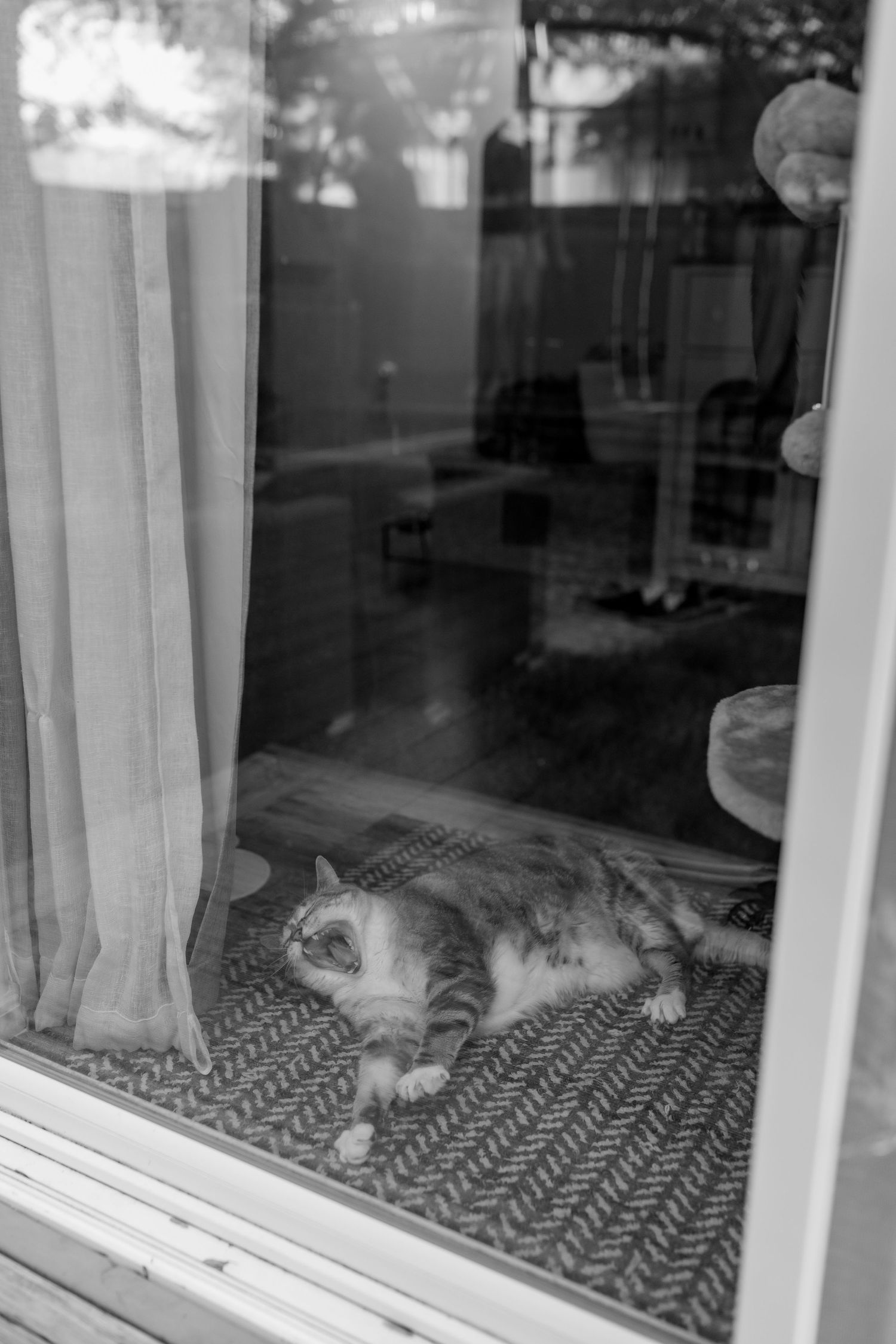 Black and white photo of a cat resting on a rug inside a home, viewed through a glass sliding door.