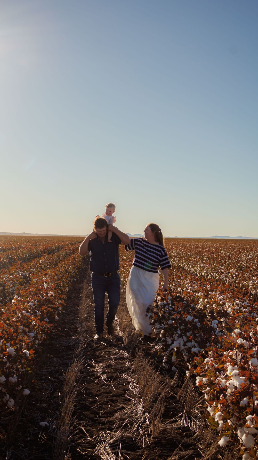 Family walking through blooming cotton field at sunset with baby on fathers shoulders.