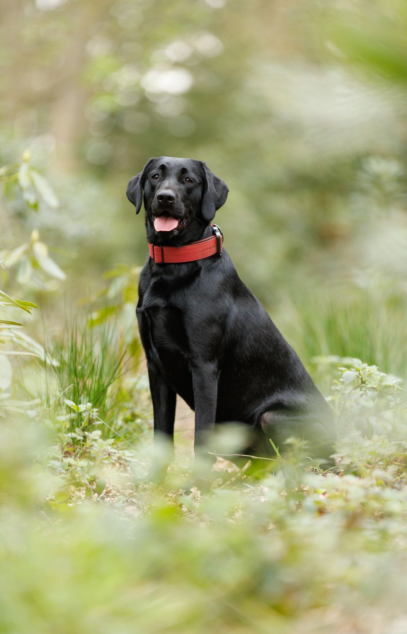 A brown Labrador retriever leaps energetically across a lush green grassy hill with a ball in its mouth.