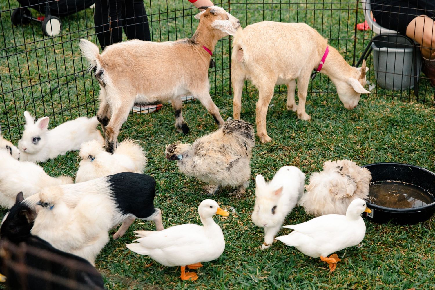Goats, white ducks, rabbits, and chickens gather together on green grass in a charming petting zoo setting.