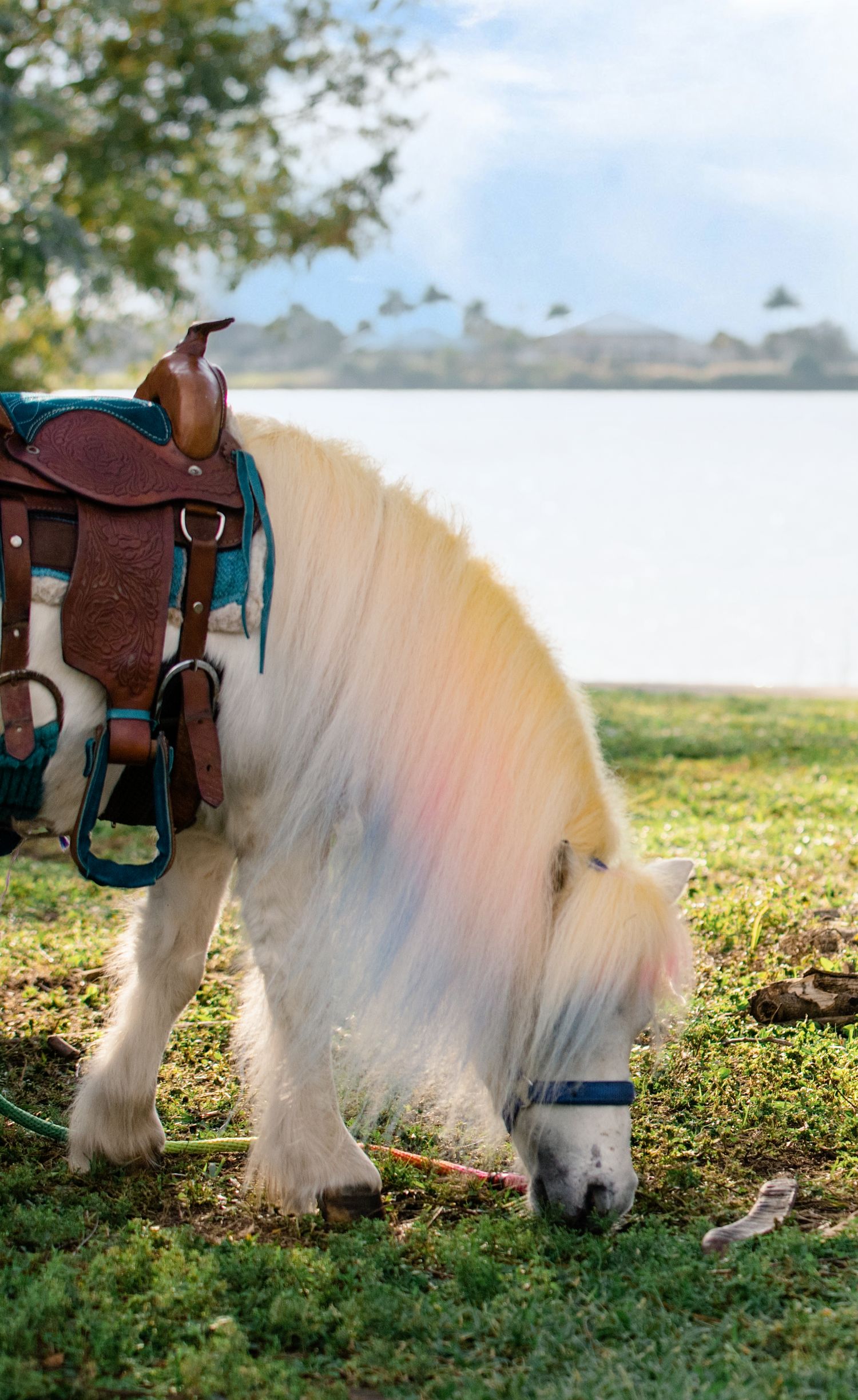 White miniature horse with saddle grazing on green grass near a lake, wearing a blue halter on a sunny day.