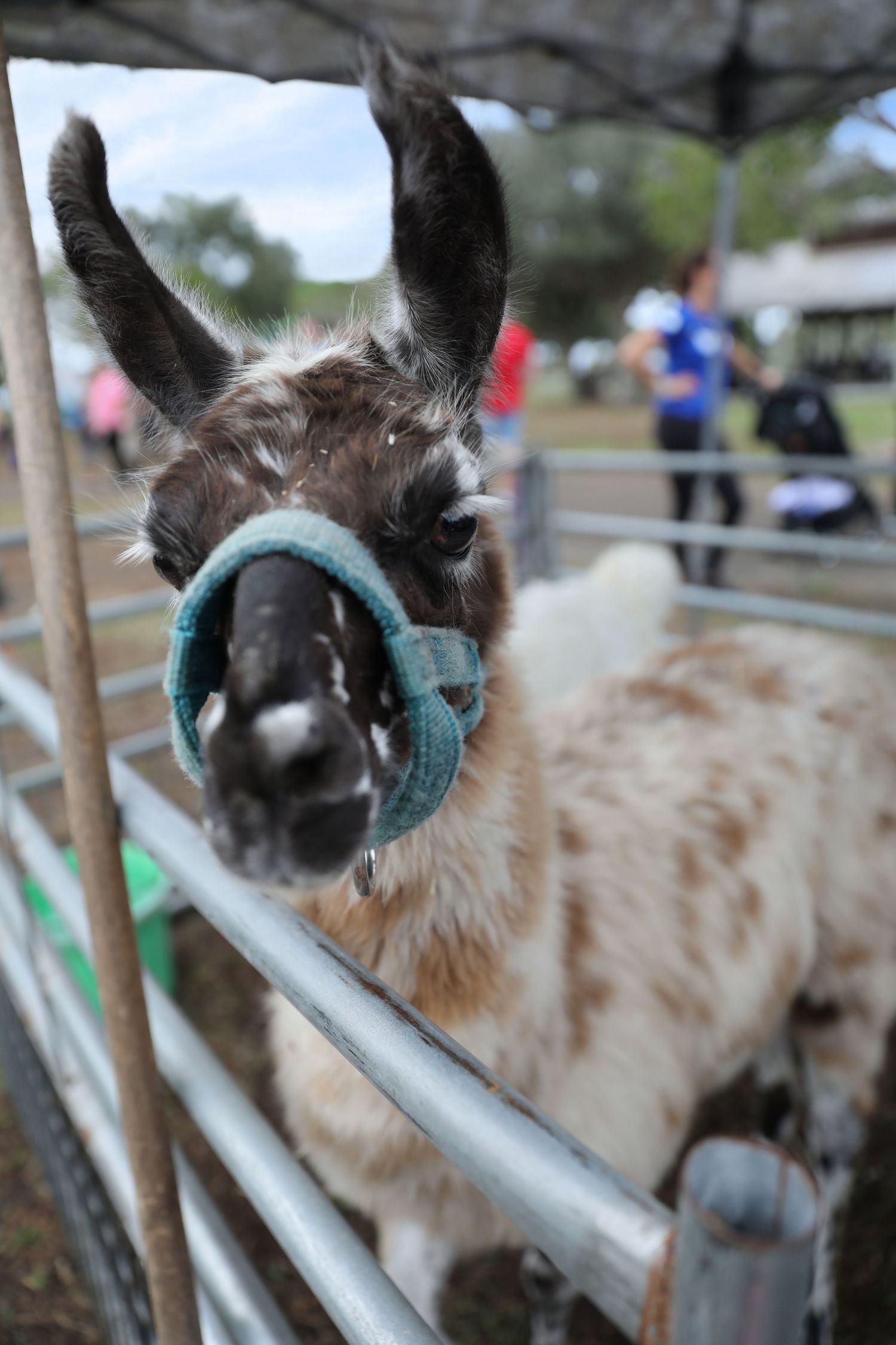 A brown and white llama with a teal muzzle stands in a metal pen at an outdoor petting zoo.