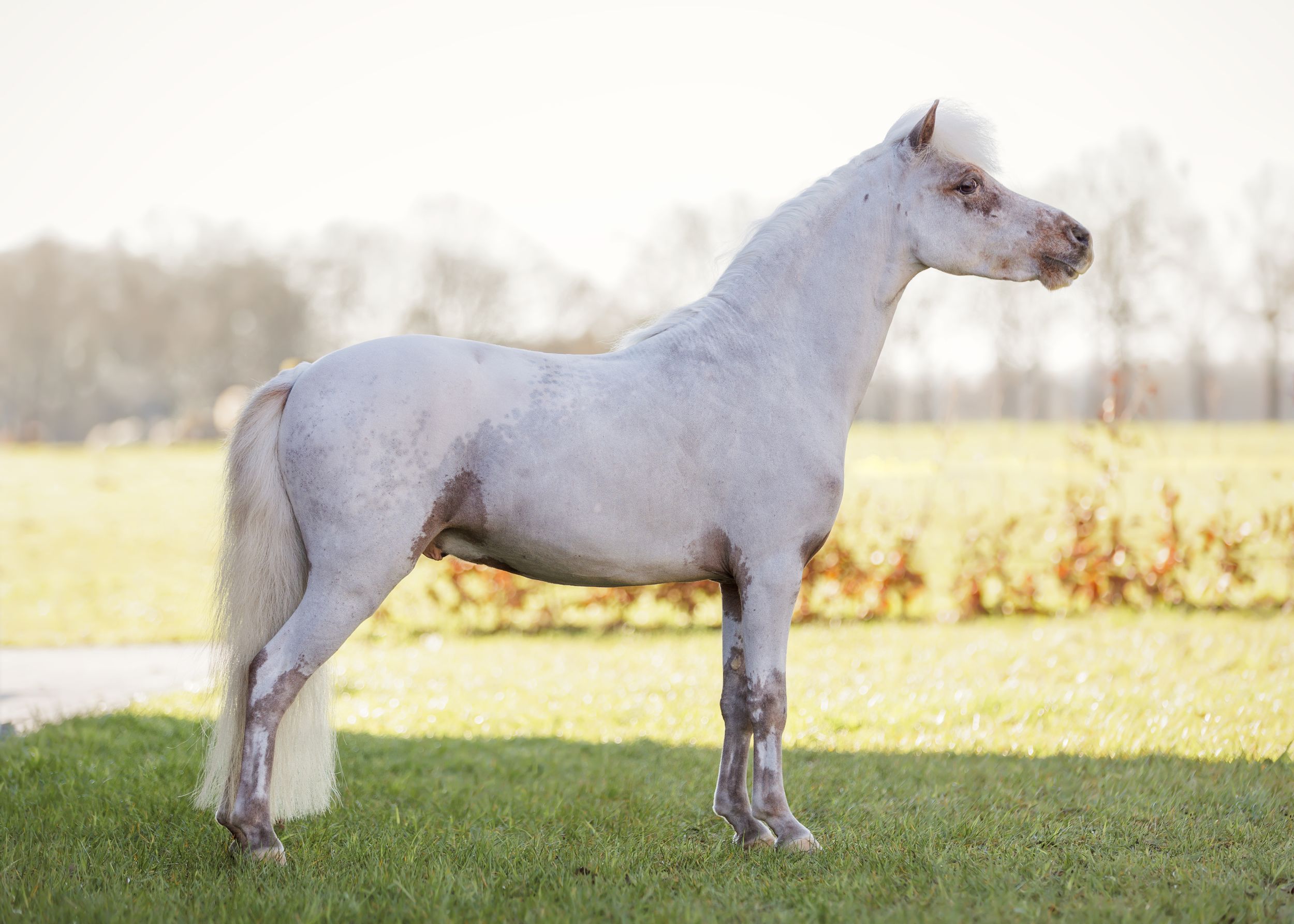 Paardenfotografie Twente - LivHoomansPhotography