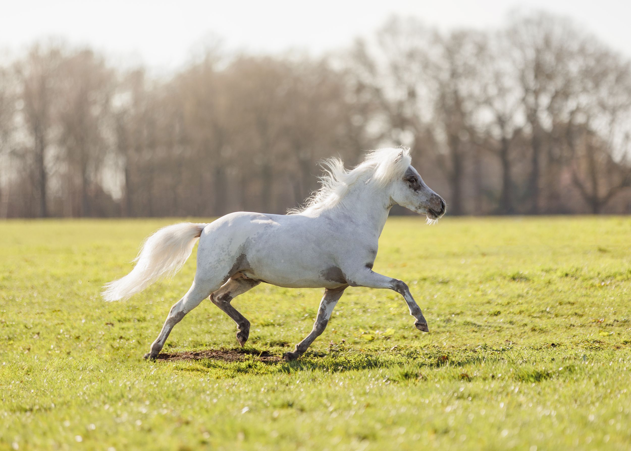 Paardenfotografie Twente - LivHoomansPhotography