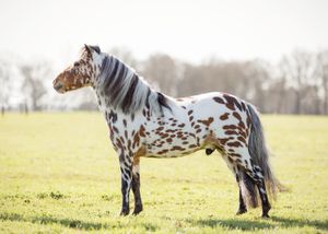 Paardenfotografie Twente - LivHoomansPhotography