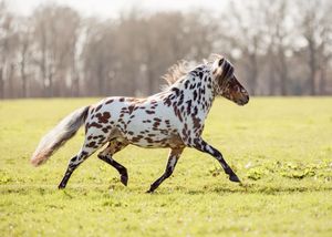 Paardenfotografie Twente - LivHoomansPhotography