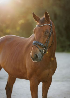 Paardenfotografie Twente - LivHoomansPhotography