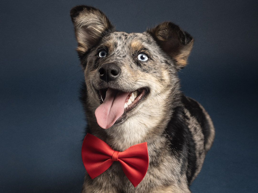 Detailopname van hond in fine-art stijl, studio hondenfotografie