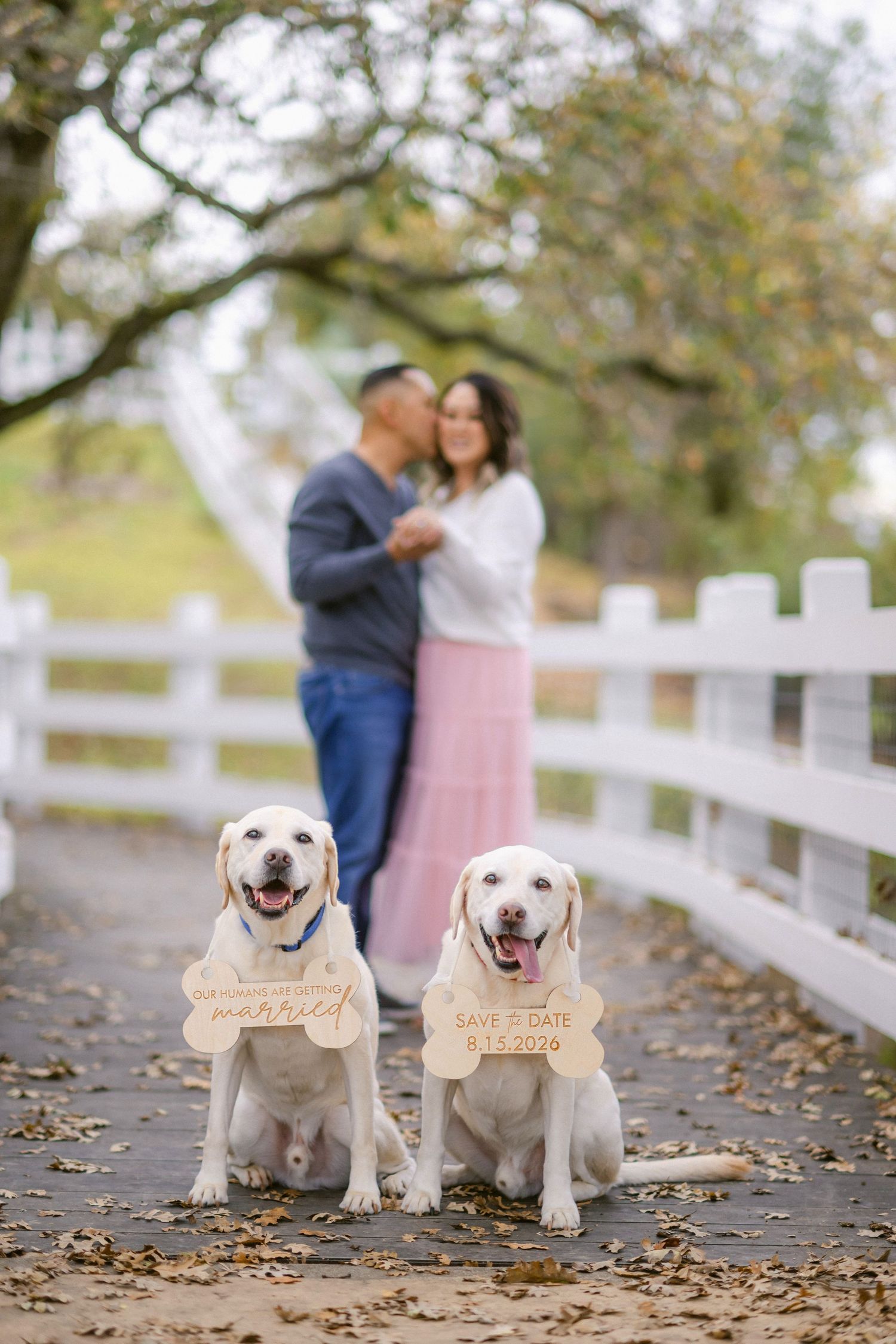 Two happy Labrador dogs sit on a leaf-covered path wearing wooden signs while a couple embraces in the background.
