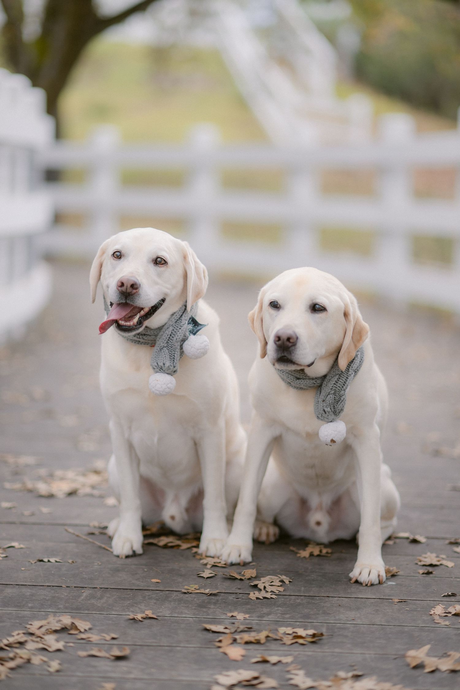 Two adorable white Labrador puppies sitting together on a wooden deck surrounded by autumn leaves.