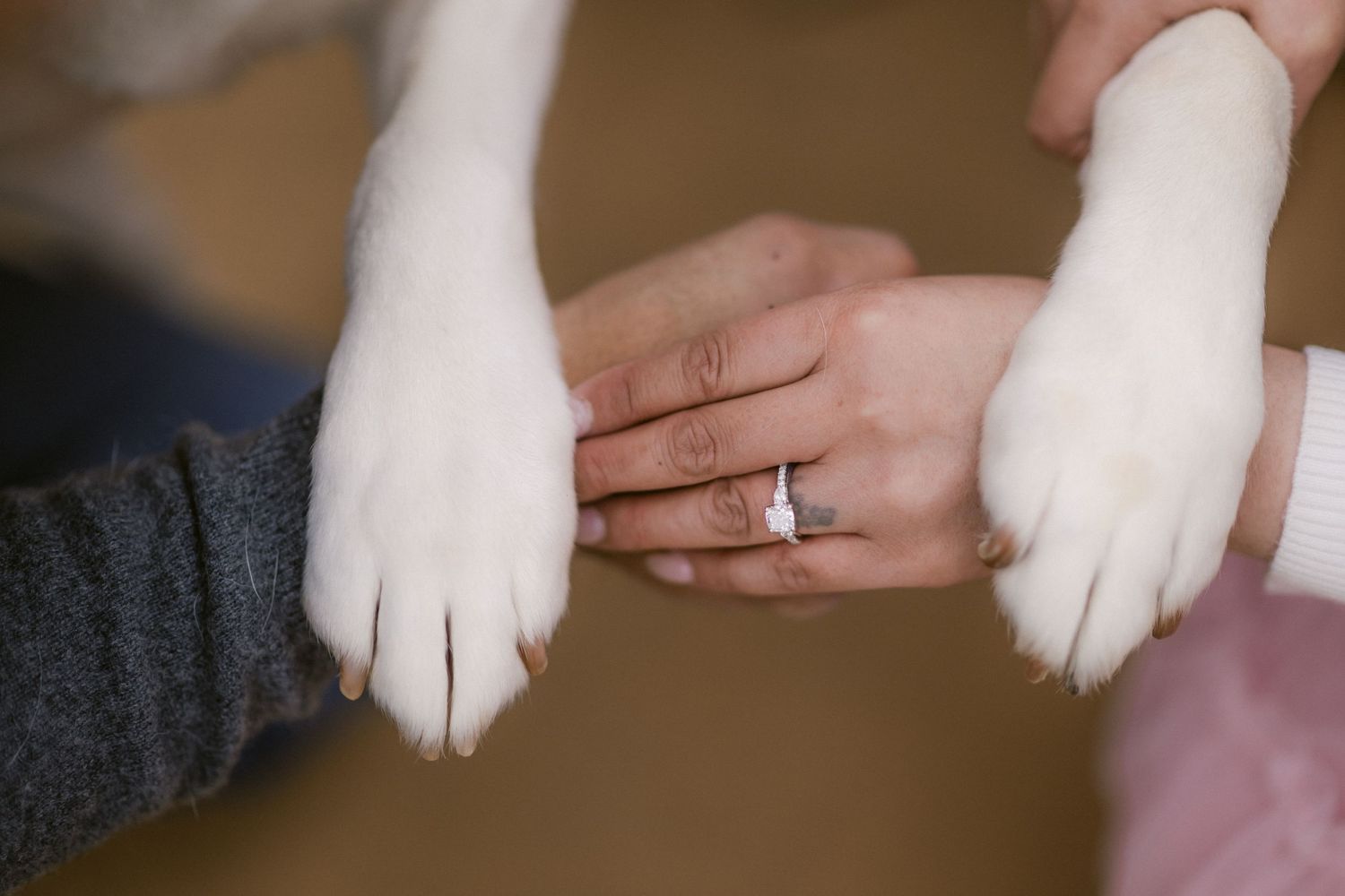 A series of white dog paws being held and examined against a soft background.