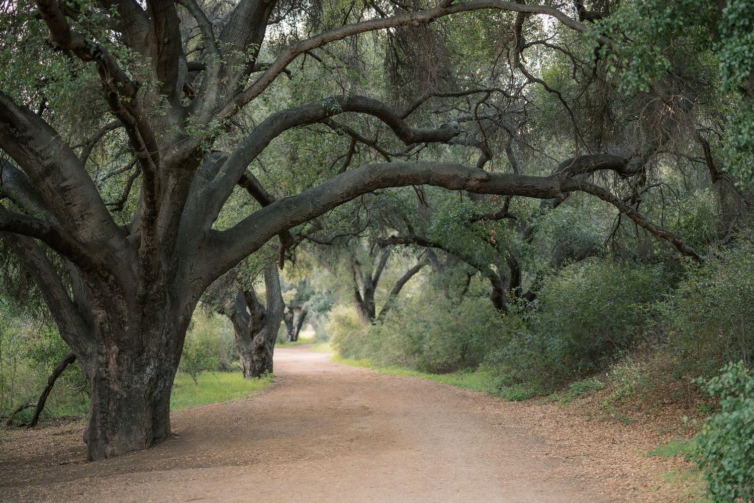 A winding dirt path meanders through a grove of ancient oak trees with twisted branches creating a natural canopy.