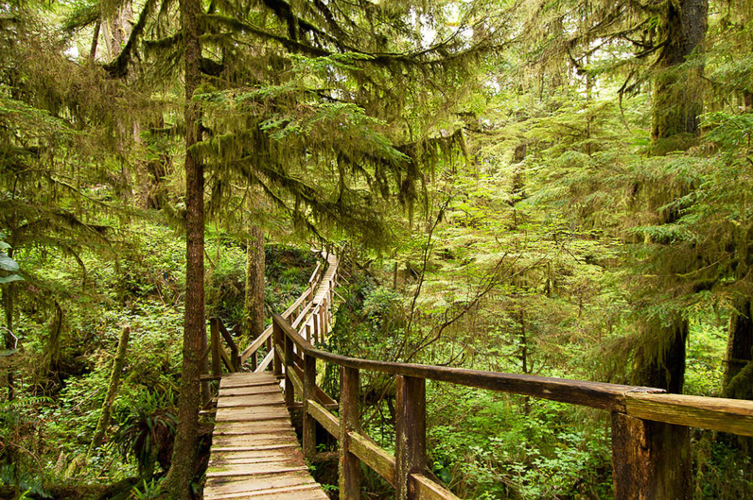 boardwalk trail through the rainforest in Tofino at Rainforest A Trail