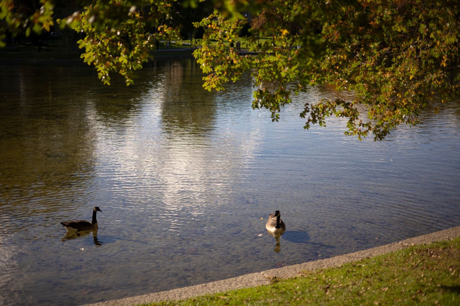 Two geese swim in the lake at the Boston Public Gardens during a sunny October afternoon.