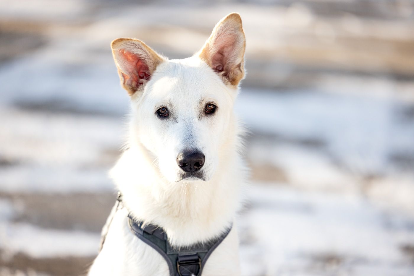 A white dog with pointed ears and black nose looks alert while outdoors in a series of similar poses.