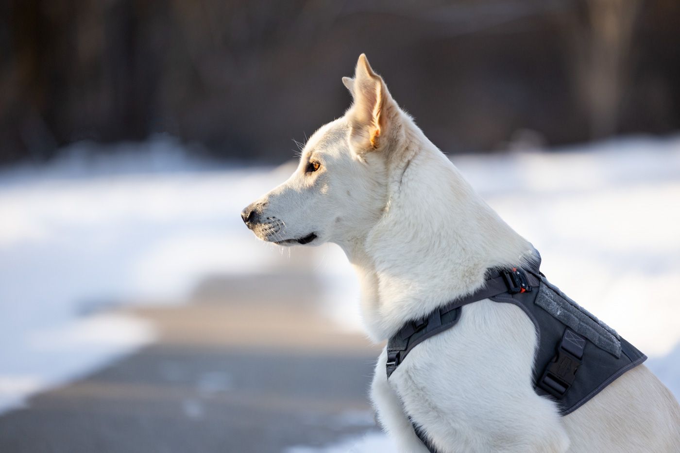 White husky dog with alert ears stands in snowy winter landscape looking to the side.