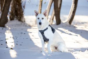 White dog running and playing in snow with long tail trailing behind in winter landscape.