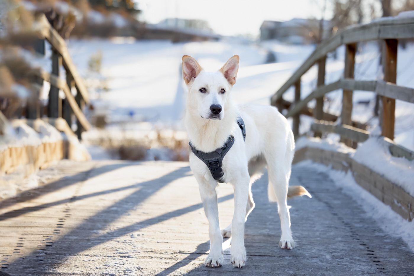 A white Husky puppy explores a snowy winter path while casting long shadows in the sunlight.