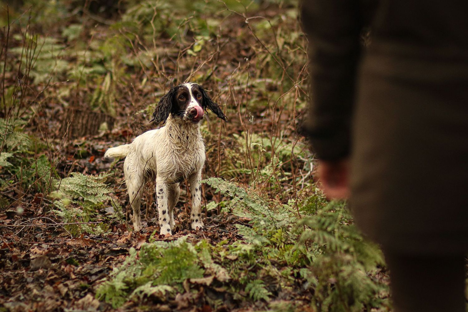 English Springer Spaniel dog looking up attentively at handler in forest undergrowth.