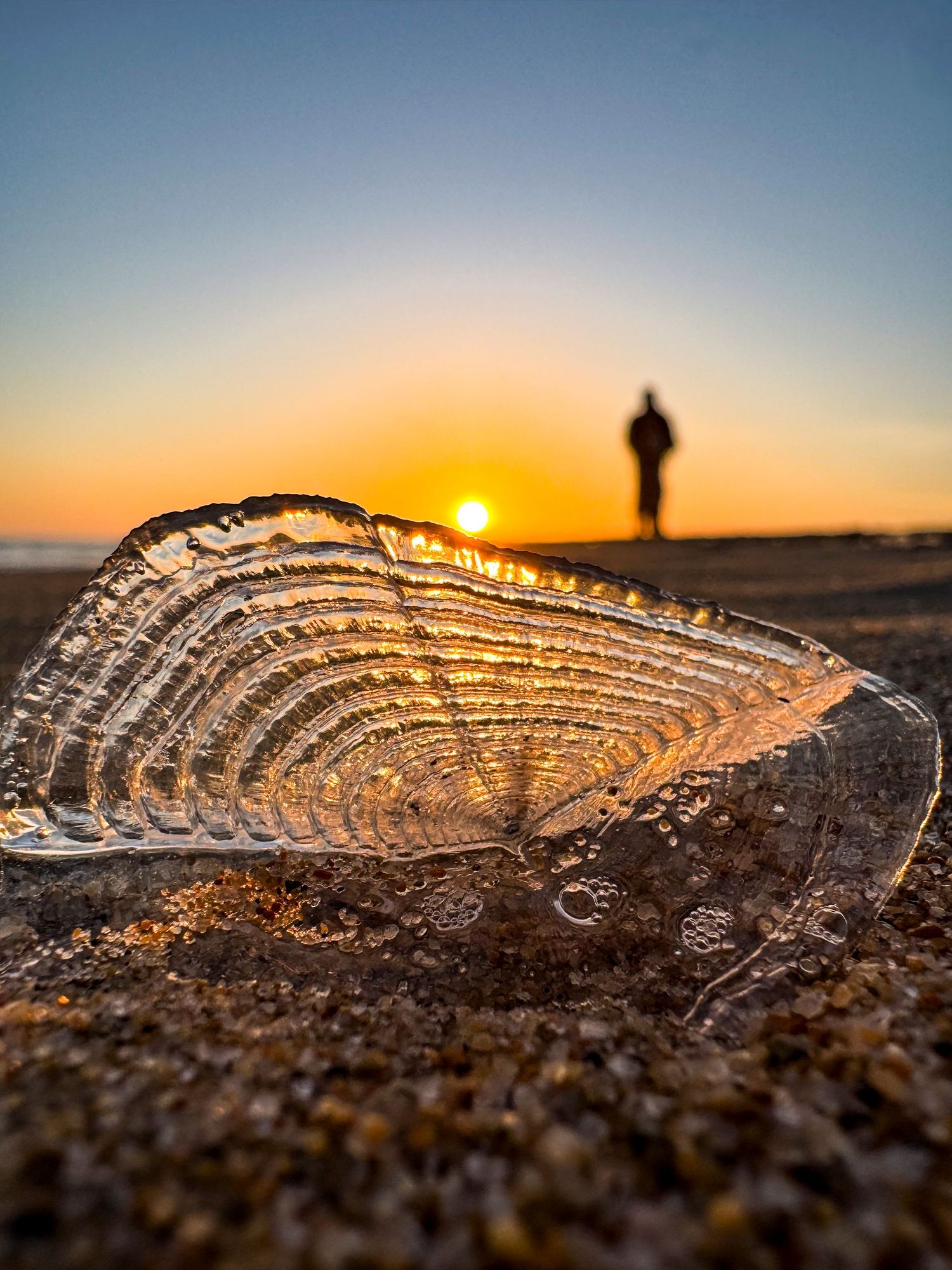 A lone traveler walks into the sunset as a beached velella velella (By-the-wind sailor) looks on in the foreground.