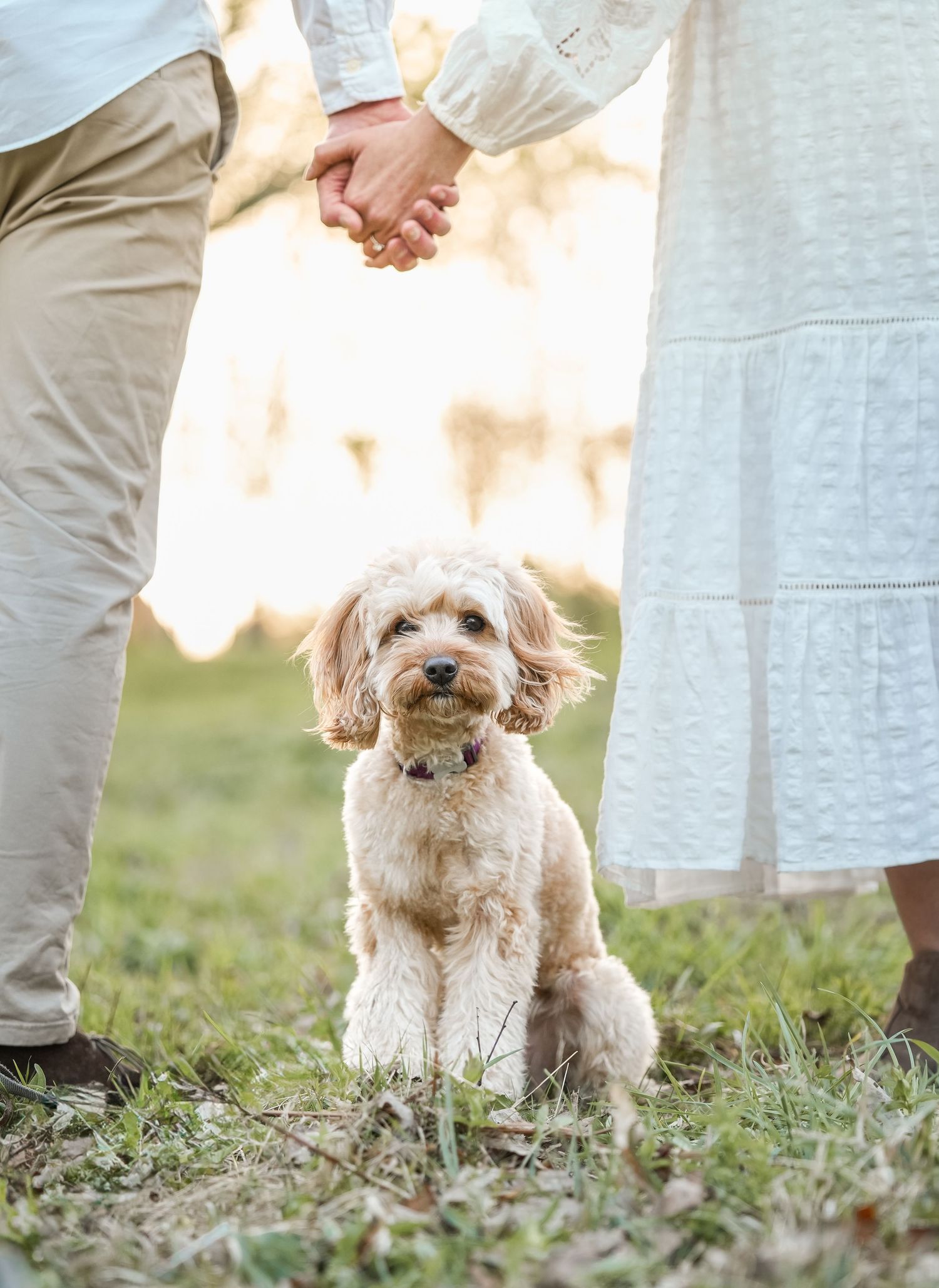 A fluffy cream-colored Cavapoo dog sits on grass between a couple holding hands during an outdoor photo session.