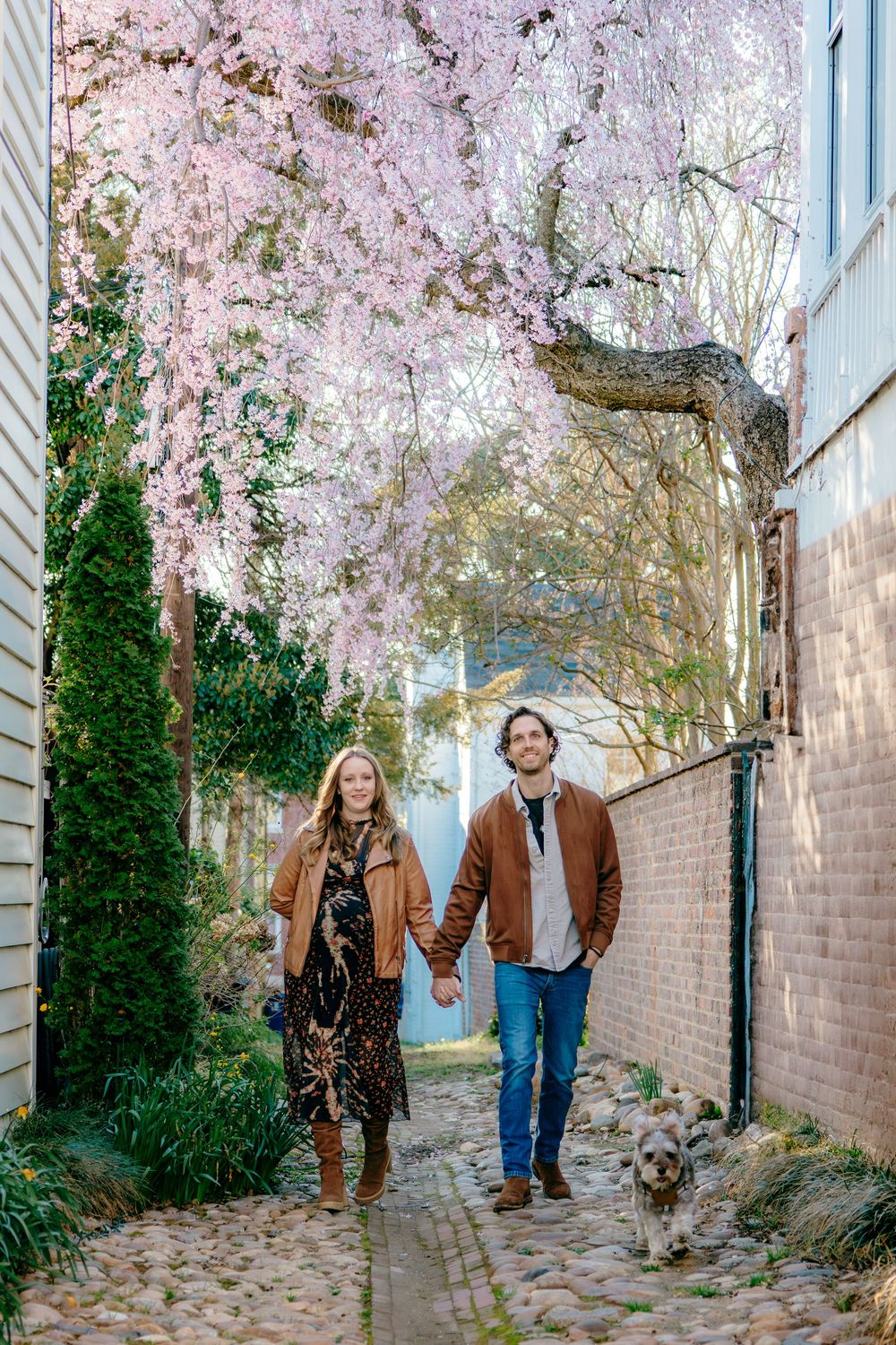 Cherry blossom branches arching over a quiet Old Town Alexandria street at peak spring bloom.