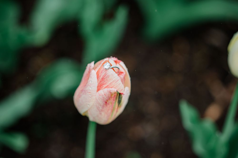 Close-up of a delicate pink tulip bud with water droplets against a blurred green background.
