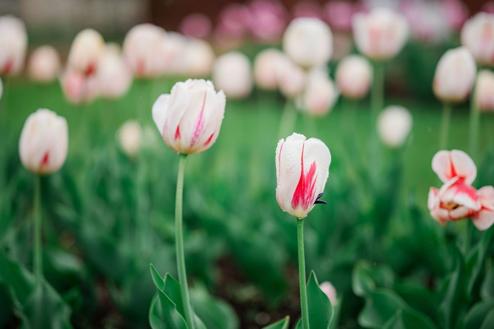 White and pink tulips bloom in a garden with vibrant green stems and leaves in soft focus.