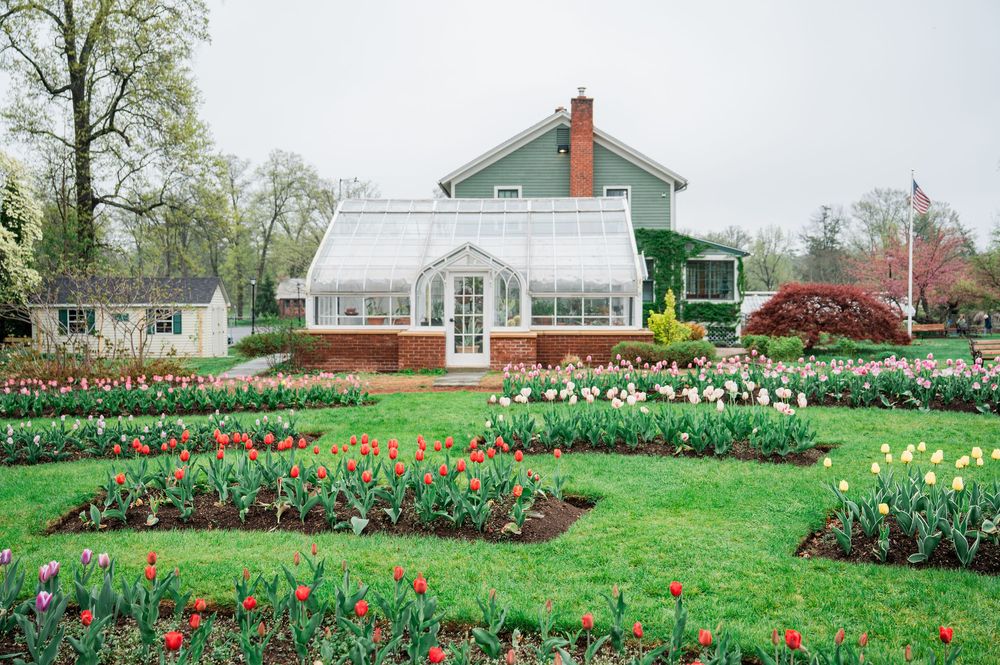 A white greenhouse with brick base sits in a garden filled with colorful tulips and spring flowers next to a green house.