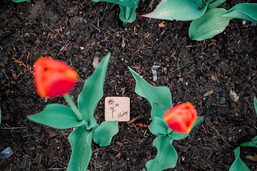 Close-up of red tulips emerging from dark soil in a garden bed.