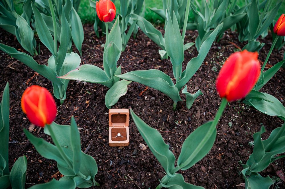 Bright red tulips growing in rich soil with green stems and leaves.