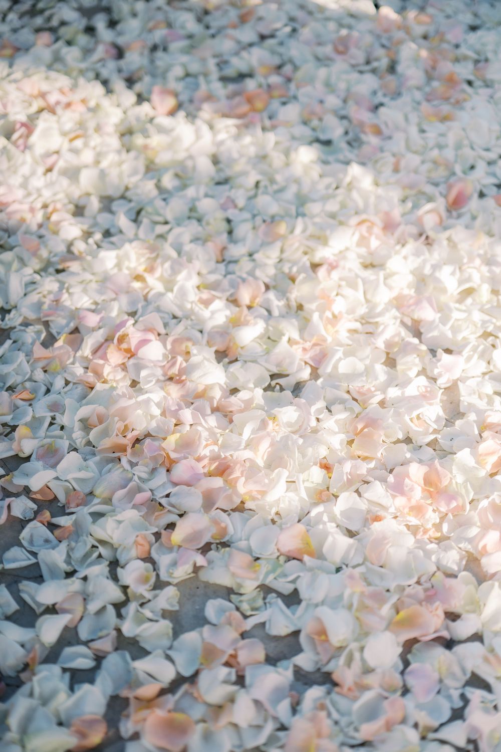 A bed of delicate white and pink rose petals scattered across a surface creating a soft, romantic backdrop.