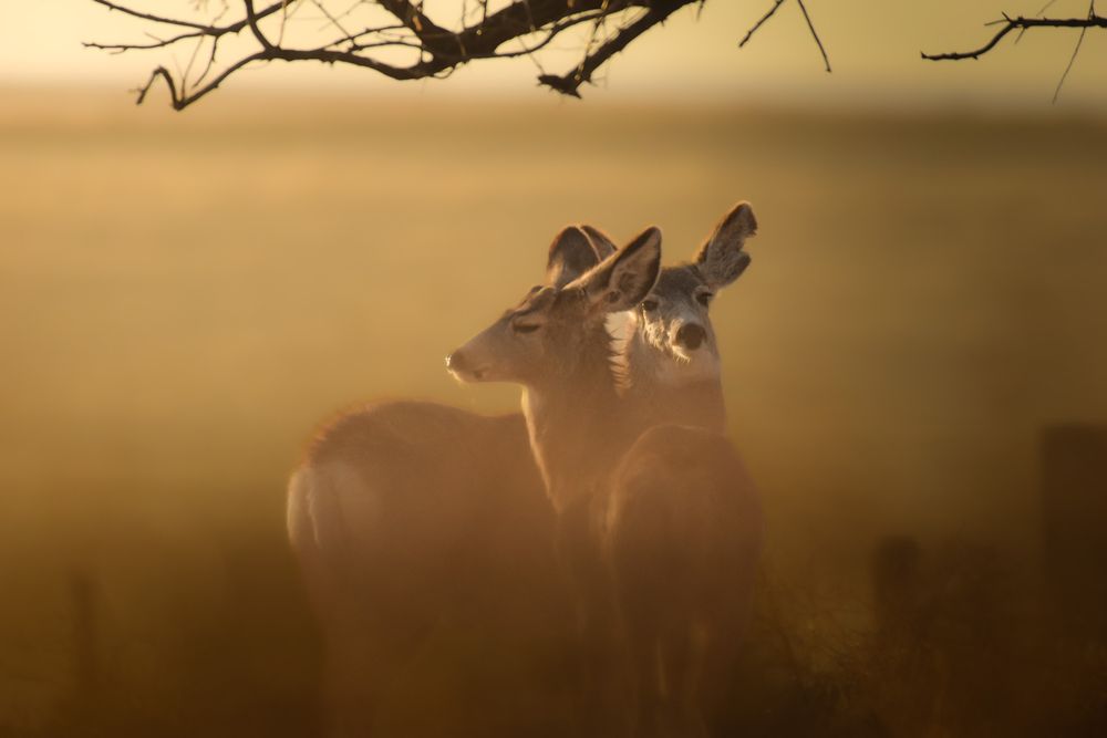 A silhouetted deer stands alert in a misty golden field during sunrise.