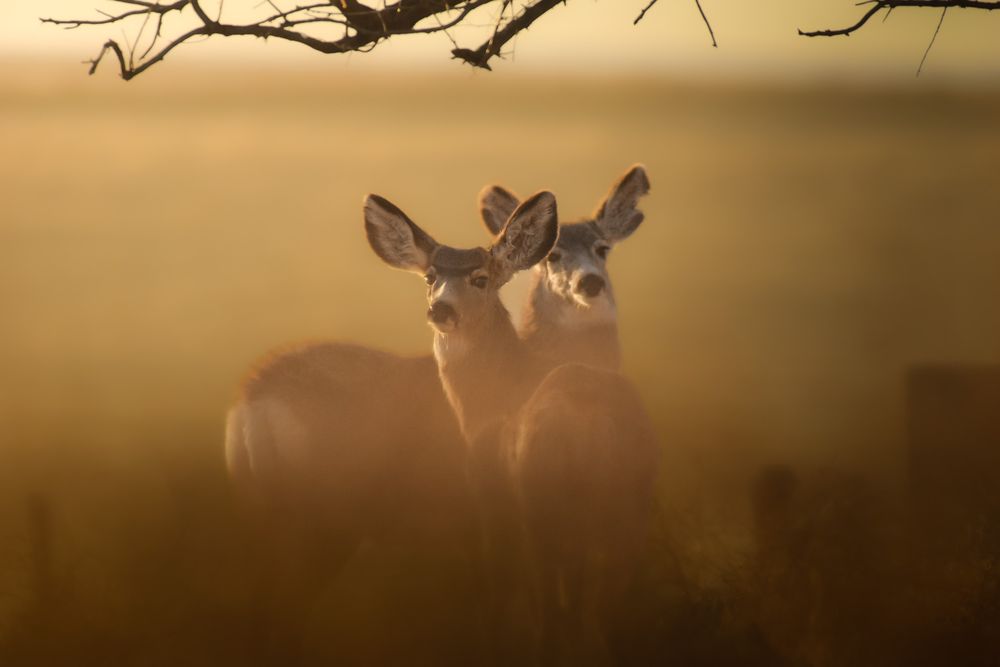 Silhouette of deer grazing in misty golden field at sunrise with warm atmospheric lighting.
